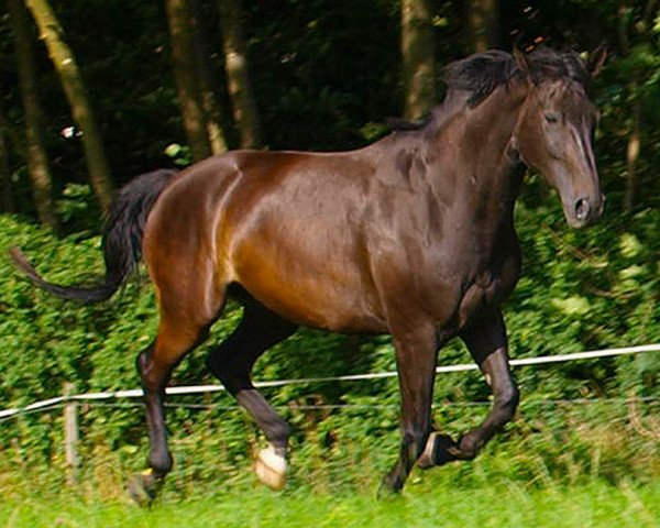 horse Ennio 5 (Württemberger, 2002, from Epikur)
