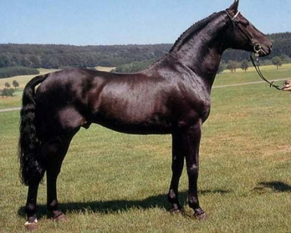 Deckhengst Calypso IV (Holsteiner, 1978, von Cor de la Bryère)