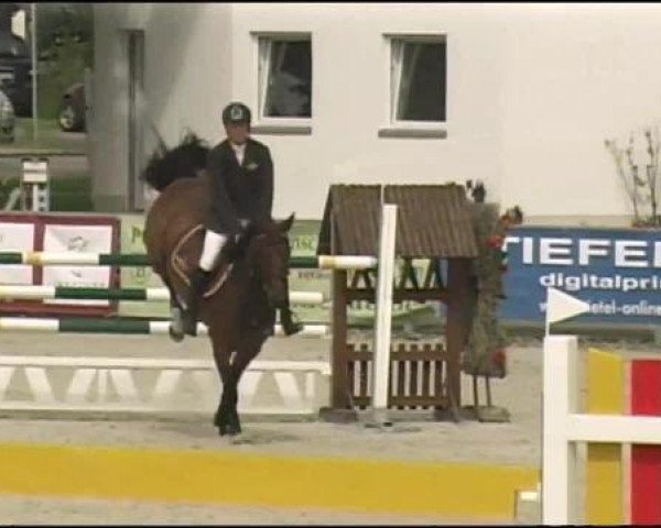 jumper Magic Girl 15 (German Sport Horse, 2005, from Magic Boy)