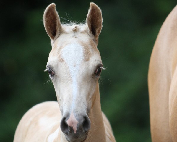 Pferd Golden Dreams Girl (Deutsches Reitpony, 2021, von HET Golden Dream)