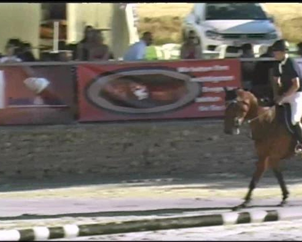 jumper Chrisi 3 (Holsteiner, 2002, from Chalan)