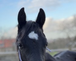 Pferd Babilou (Westfale, 2021, von Bonfire HW)