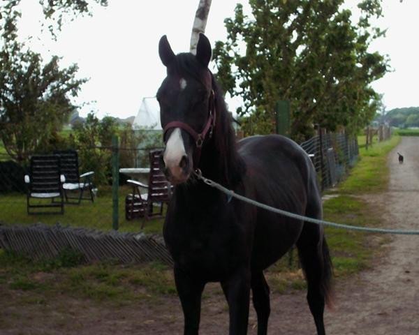 horse Vitali (German Riding Pony, 2010, from Valido's Highlight)