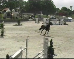 jumper Carlos 631 (Austrian Warmblood, 2007, from Conterno Grande)