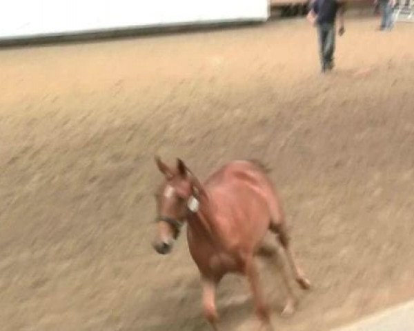 jumper Arii (German Riding Pony, 2011, from Airman xx)