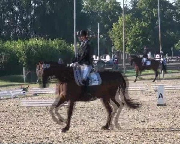 dressage horse Filou 1592 (Westphalian, 2001, from Frühlingsrausch)