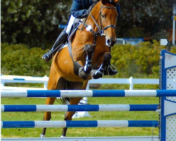 broodmare Ma Jolie 8 (Holsteiner, 1997, from Coriano) broodmare Ma Jolie 8 (Holsteiner, 1997, from Coriano)