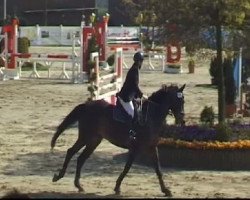 jumper Donatello 89 (Senner horse, 1998, from Rio Grande xx)