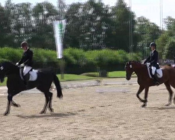 dressage horse Wieso Nicht (Hanoverian, 2002, from Weltmeyer)