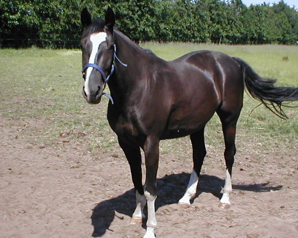 horse Welfare 12 (KWPN (Royal Dutch Sporthorse), 2003, from Haarlem)