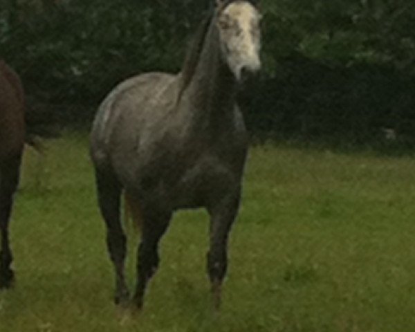 horse Captain Keller (Westphalian, 2009, from Can Do L)