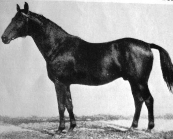 Stallone da monta Bussard 3425 (Trakehner, 1928, di Waldjunker)
