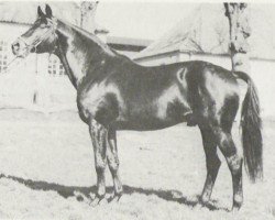 stallion Herzbube (Trakehner, 1964, from Gunnar)