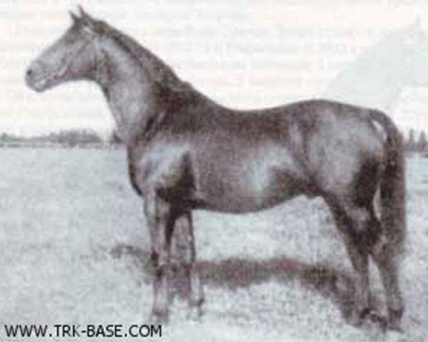 stallion Creon 4035 (Trakehner, 1937, from Pythagoras)