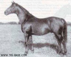 stallion Creon 4035 (Trakehner, 1937, from Pythagoras)