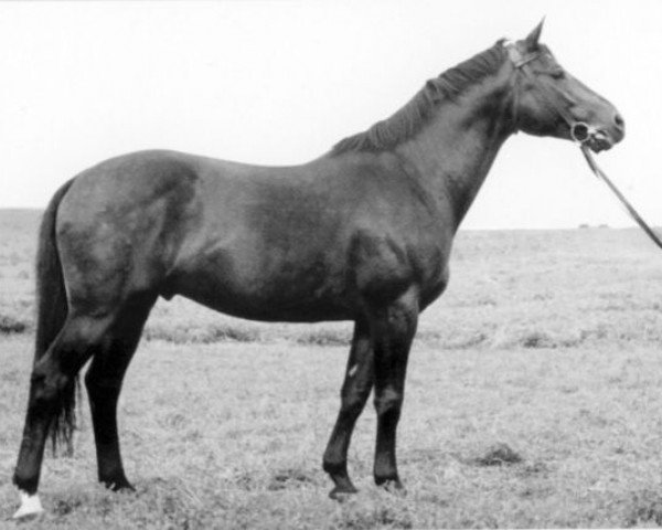 stallion Goldregen (Trakehner, 1943, from Creon 4035)