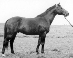stallion Goldregen (Trakehner, 1943, from Creon 4035)