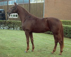 stallion Stand Up 2 (Hanoverian, 2001, from Stakkato)