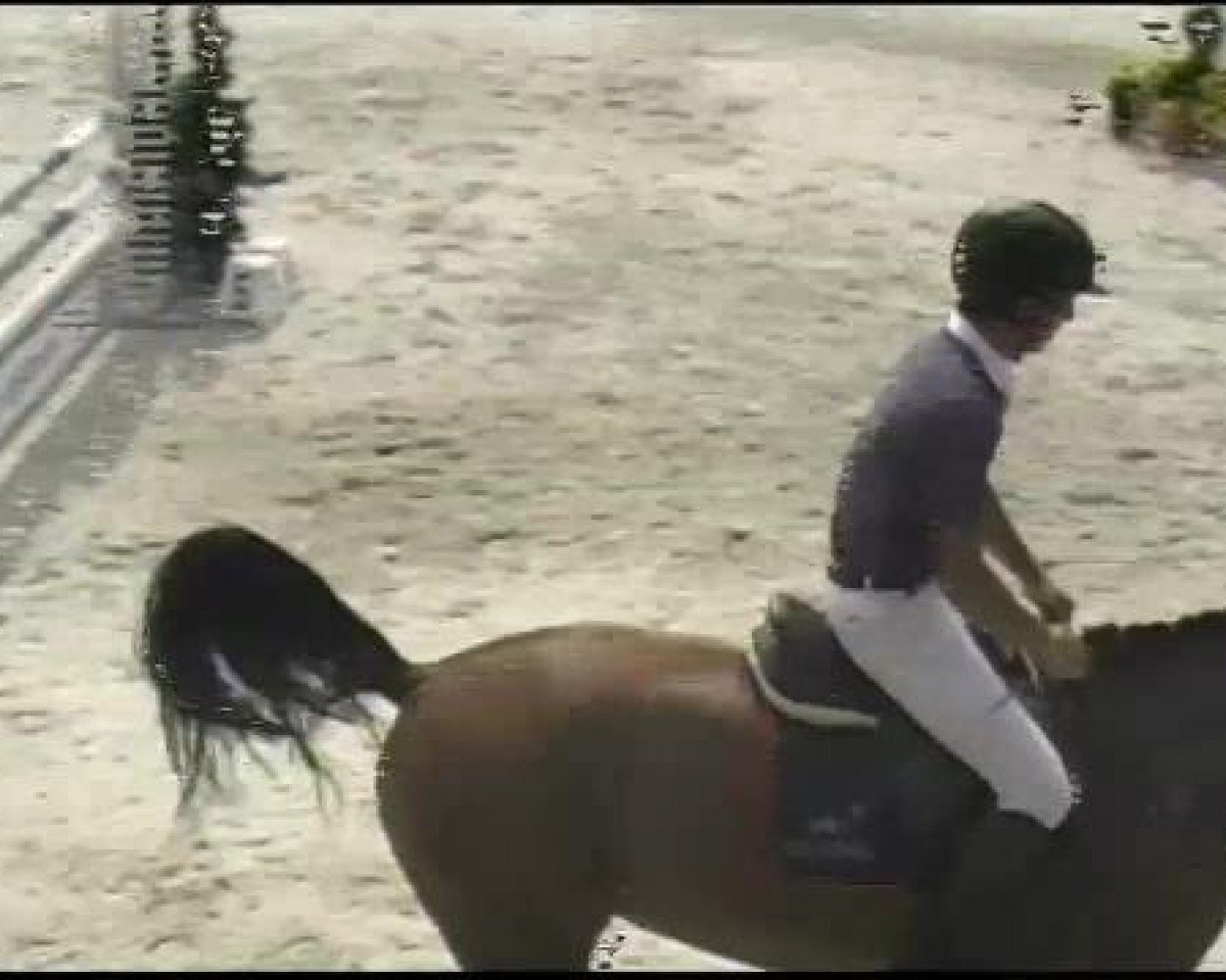 Springpferd Lord's Champ (Bayer, 2006, von Lord Z)