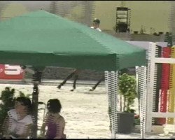 jumper Lord Cavalier 2 (Oldenburg show jumper, 2007, from Lord Z)