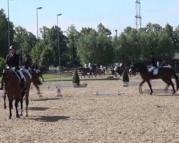 dressage horse Flying Finn 2 (Westphalian, 1998, from Florestan I)