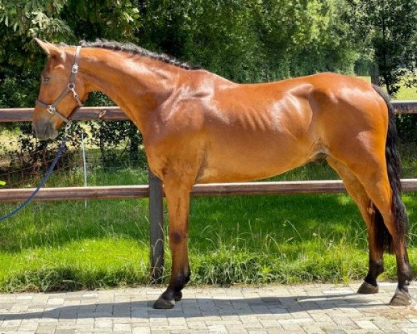 horse Thunderstruck van de Bucxtale (Belgian Riding Pony, 2015, from Konquistador van Orchid's)