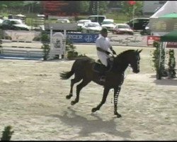 Springpferd Chalu 2 (unbekannt, 2000)