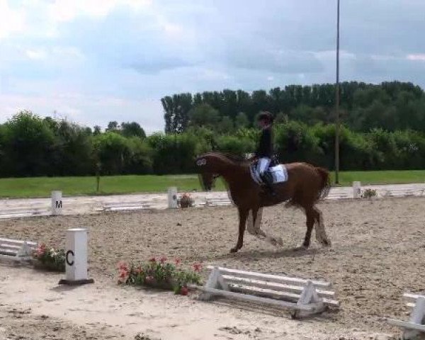 Dressurpferd Donello 4 (Oldenburger, 2002, von Dormello) Dressurpferd Donello 4 (Oldenburger, 2002, von Dormello)