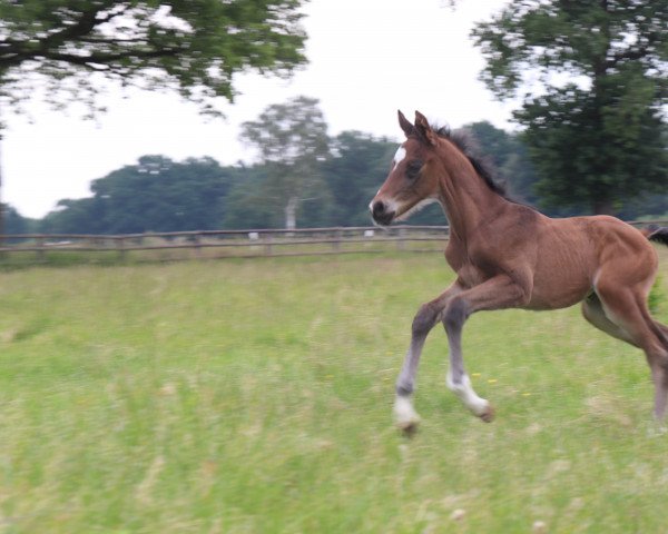 horse Caspian (Westphalian, 2022, from Captain Jack 44)