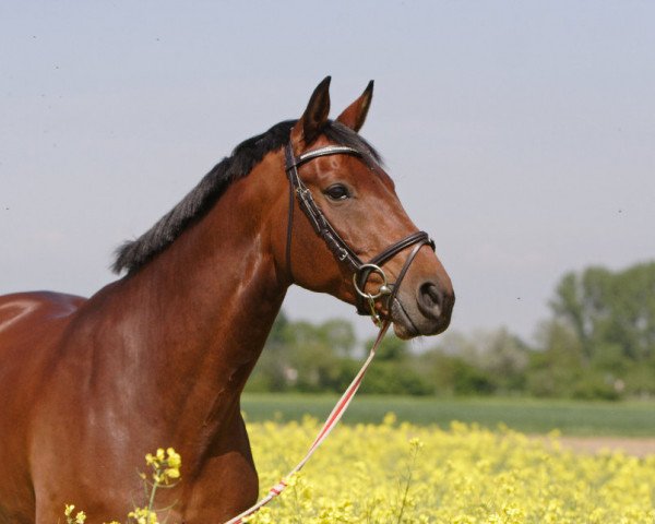 jumper Filius Fiano (Westphalian, 2004, from Fiano)