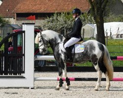jumper Oreo Blue (Bulgarian Warmblood, 2016, from April)
