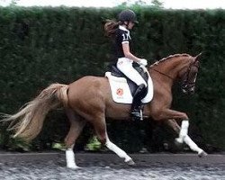 Dressurpferd Paso Double (Dutch Harness Horse/Tuigpaard, 2006, von Bodo)