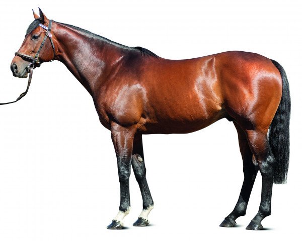 stallion Cracksman xx (Thoroughbred, 2014, from Frankel xx)