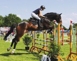 jumper Denver 259 (Hanoverian, 2015, from Diacontinus)