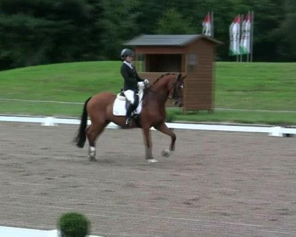 dressage horse Grimaldi 60 (Trakehner, 1996, from Napoleon Quatre)