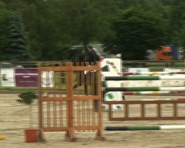 jumper Qat Gats du Lozon (Selle Français, 2004, from Elan de la Cour)