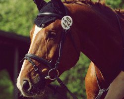 jumper History Fighter (Hanoverian, 2004, from His Highness DVH 850)