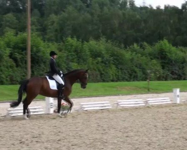 dressage horse Fürstin (Westphalian, 2002, from Fürst Piccolo)