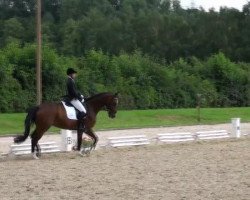 dressage horse Fürstin (Westphalian, 2002, from Fürst Piccolo)
