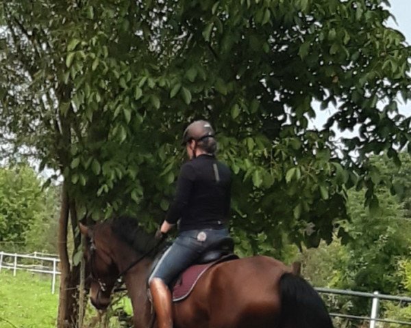 horse Fiene (Hanoverian, 2018, from Finnigan)
