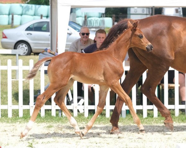 broodmare Delera (Westphalian, 2022, from Danestos)