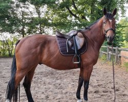 Pferd Lycanto (Westfale, 2018, von Lassar)