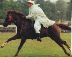 stallion Galib ben Afas ox,1273 (Arabian purebred, 1966, from Abu Afas 1947 ox)