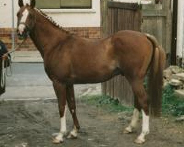 stallion Zarif III ox (Arabian purebred, 1981, from Kaidal II ox 3392)
