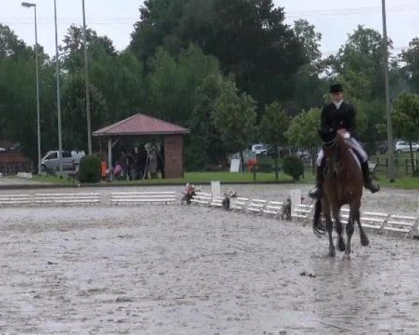 dressage horse Zidane 40 (KWPN (Royal Dutch Sporthorse), 2004, from Marlon)