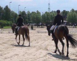 horse Cassandra 316 (Hanoverian, 2008, from Charilan)