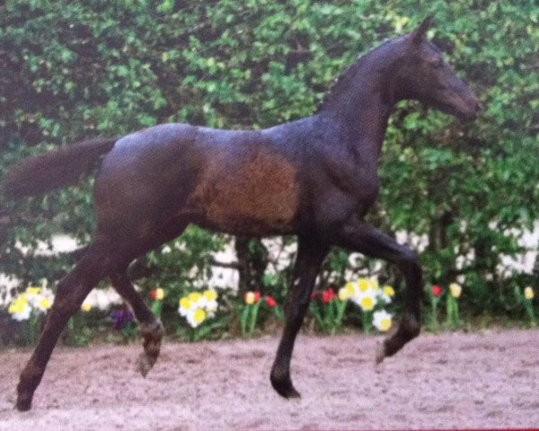 horse Paraiso-Raphael (Westphalian, 2012, from Goldfever 3)