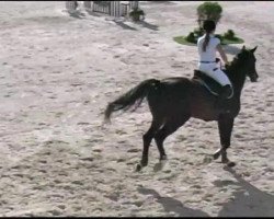 jumper Chutney 5 (Hanoverian, 2002, from Contendro I)