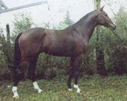 Stallone da monta Chagallo (Holsteiner, 1993, di Coriander)