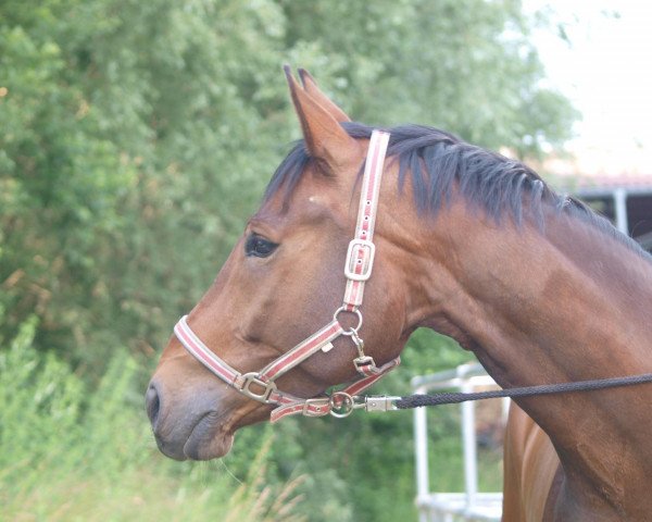 horse Saint Tropez 14 (Oldenburg, 2004, from Sandro Hit) horse Saint Tropez 14 (Oldenburg, 2004, from Sandro Hit)